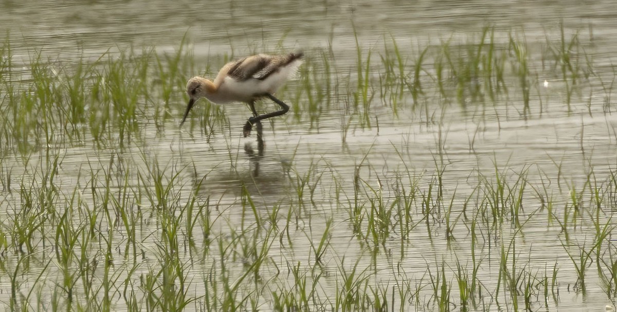 American Avocet - ML638684817