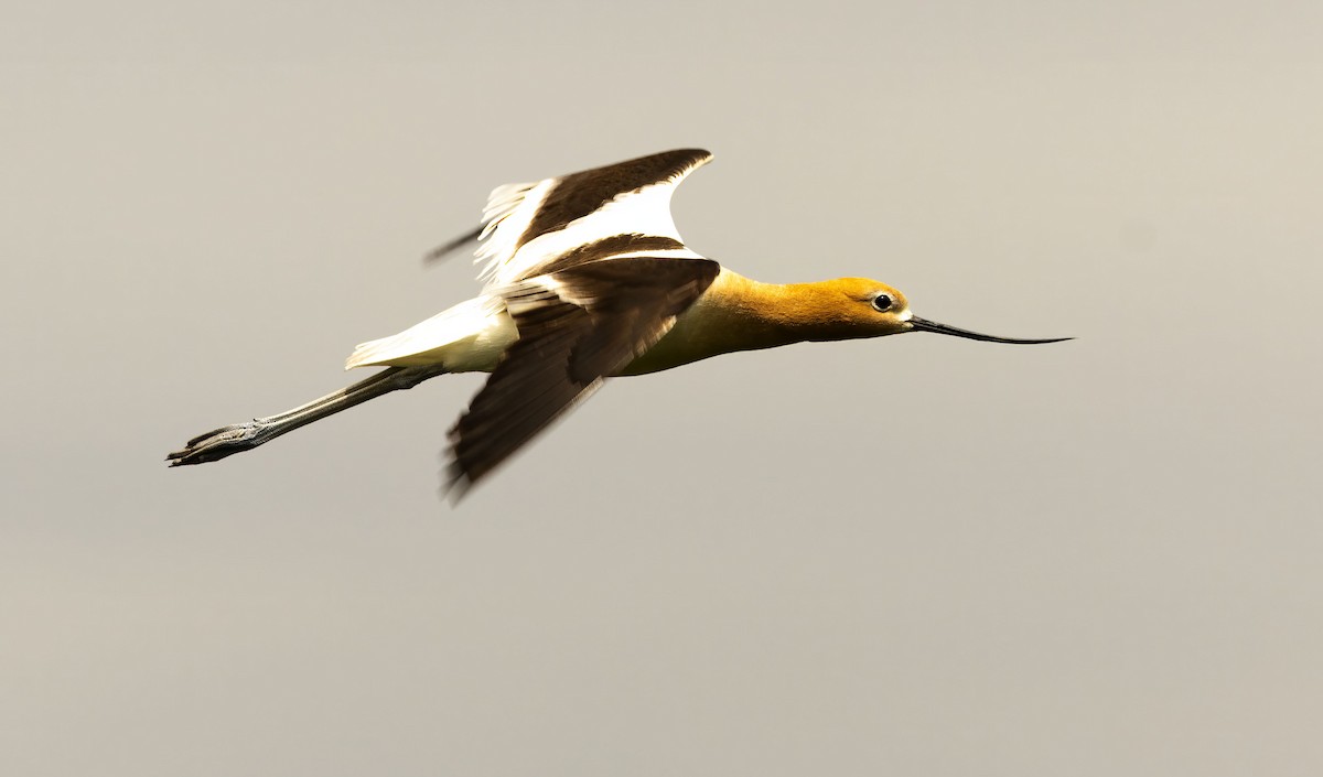 American Avocet - ML638684818
