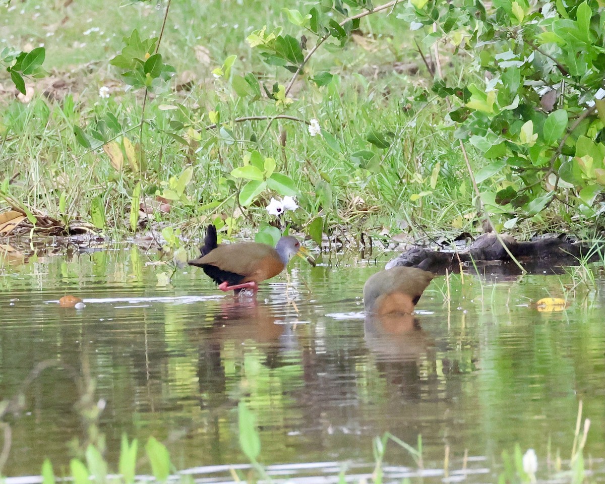Gray-cowled Wood-Rail - ML638684824