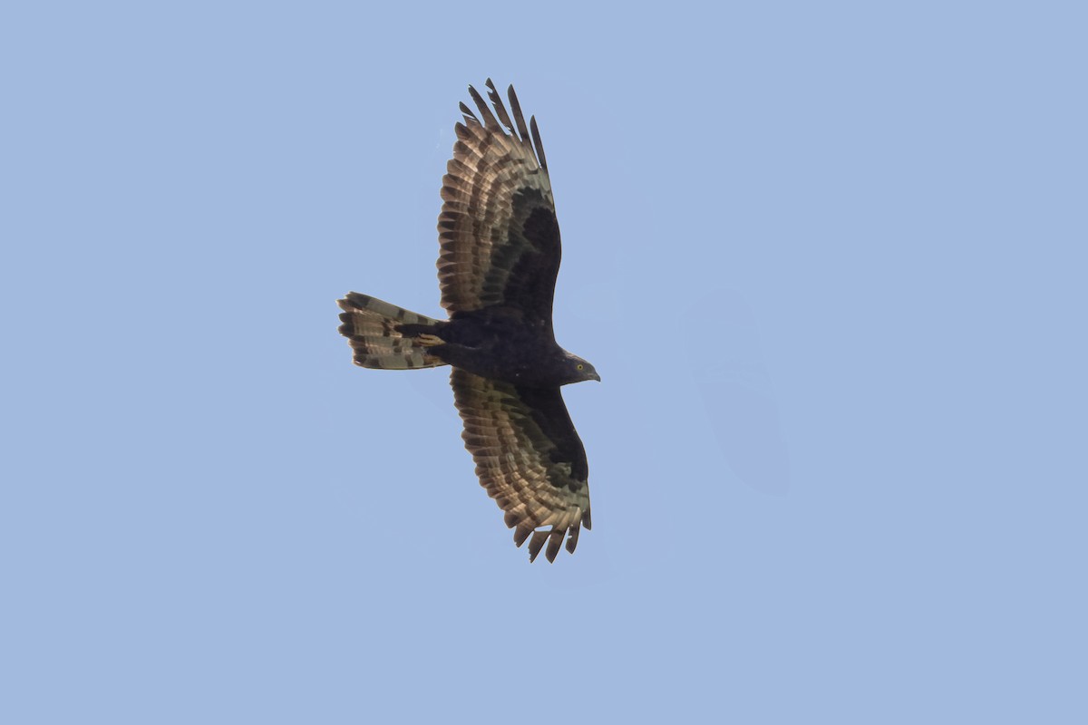 Liztorjale eurasiarra - ML638684826