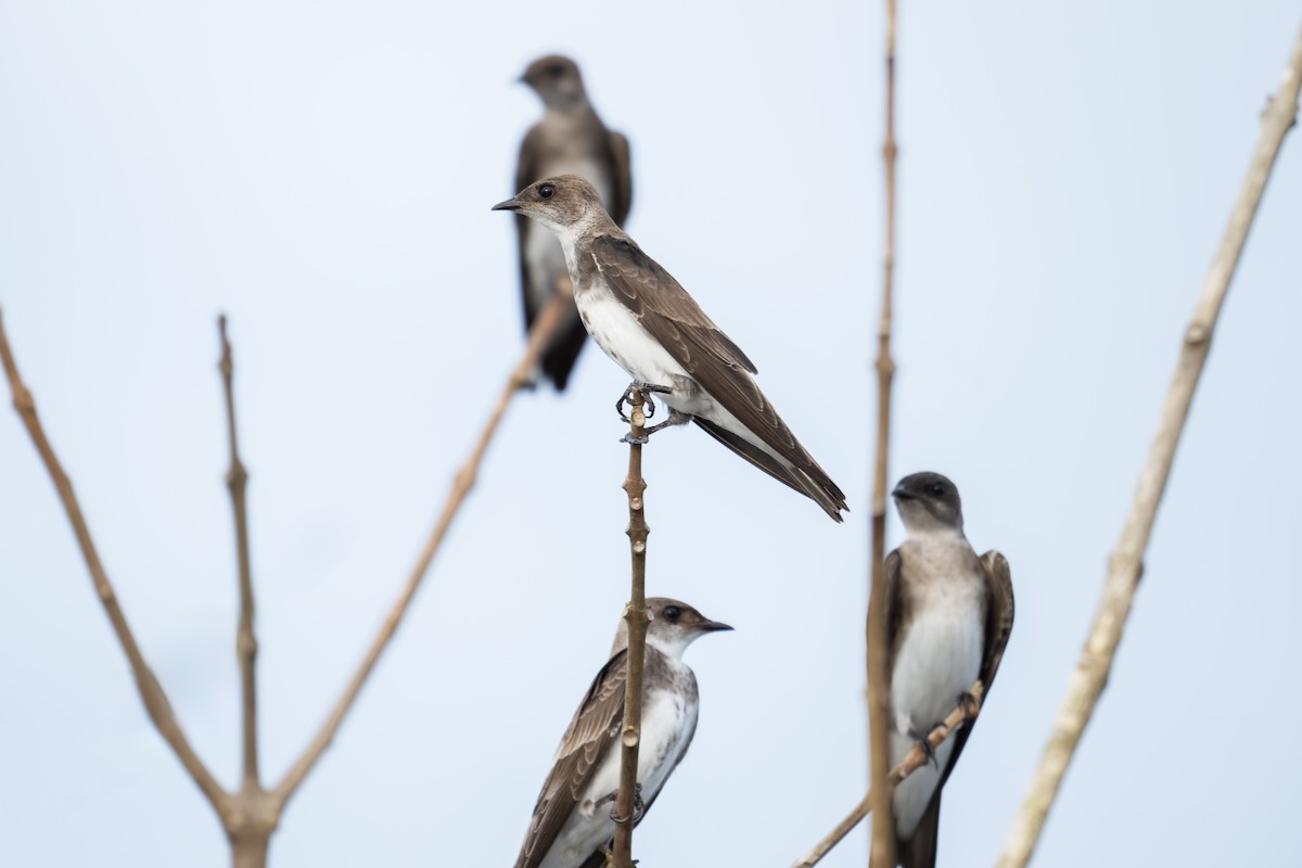 Brown-chested Martin - ML638684828