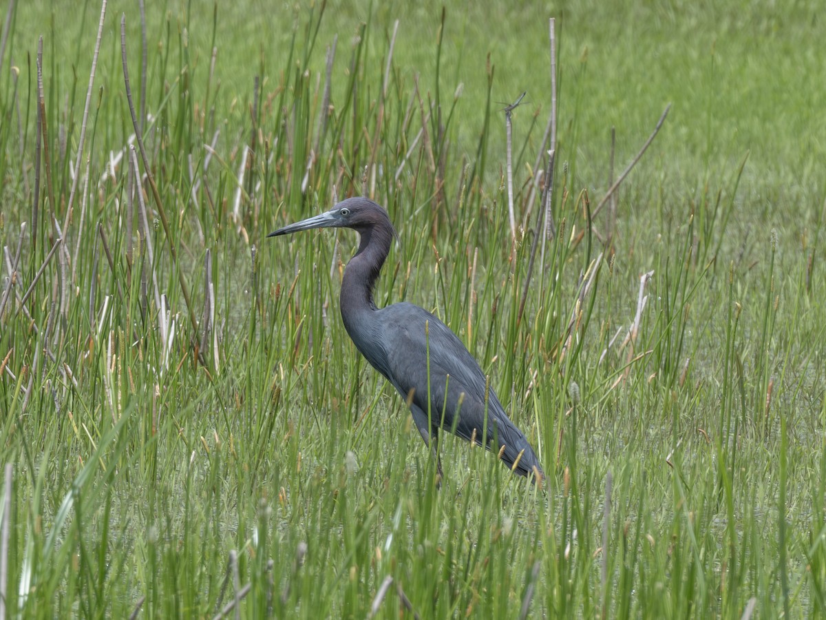 Little Blue Heron - ML638684830
