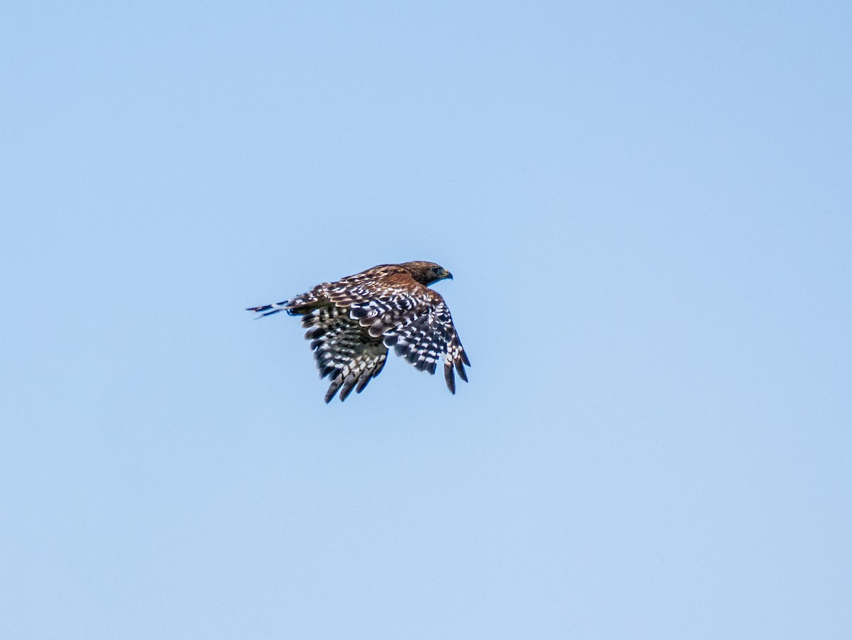 Red-shouldered Hawk - ML638684838