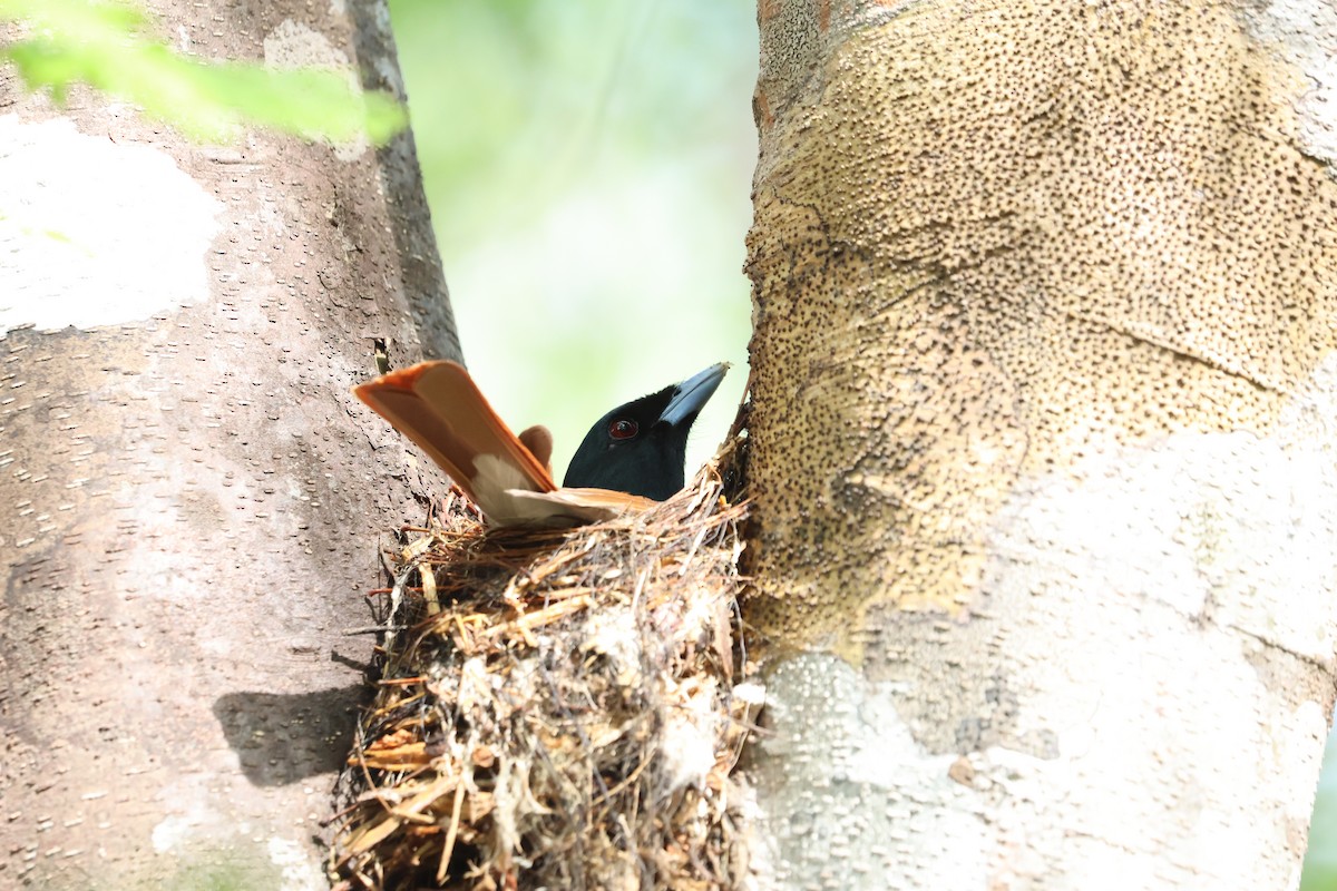 Rufous Vanga - ML638684841