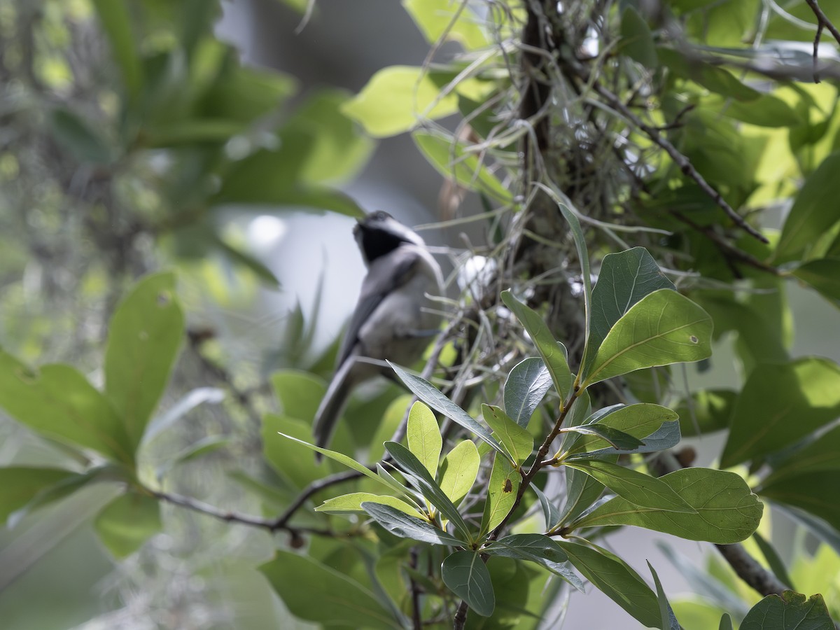 Carolina Chickadee - ML638684910