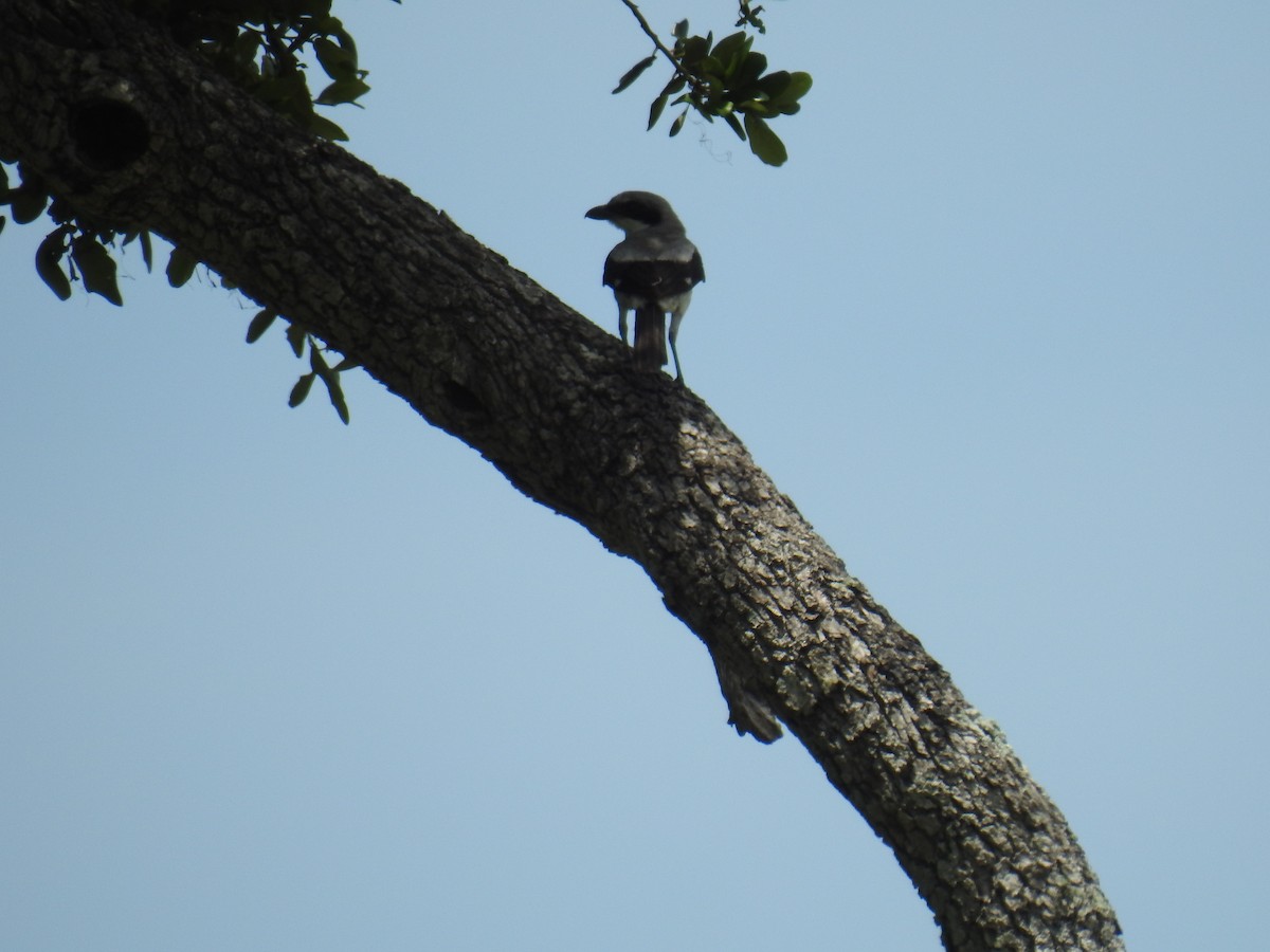 Loggerhead Shrike - ML638684921