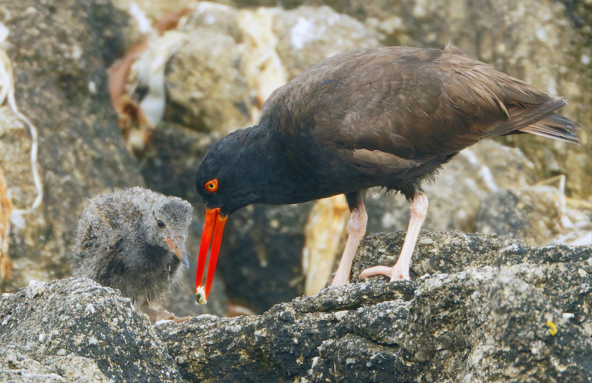 Black Oystercatcher - ML638684935