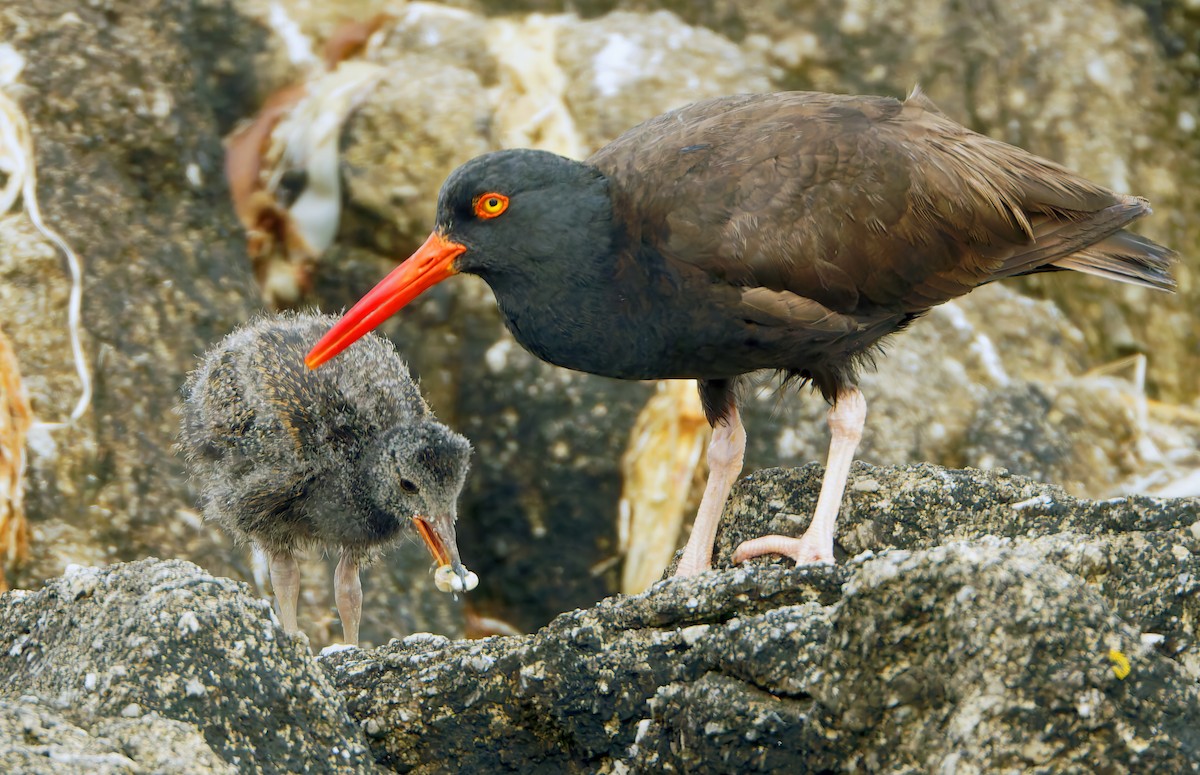 Black Oystercatcher - ML638684937