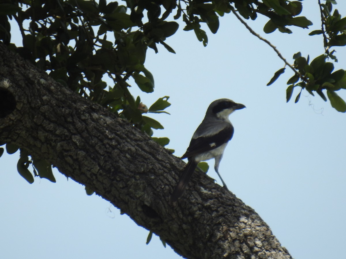 Loggerhead Shrike - ML638684941