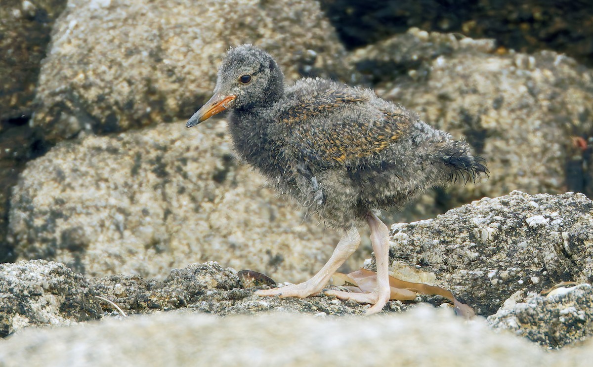 Black Oystercatcher - ML638684944