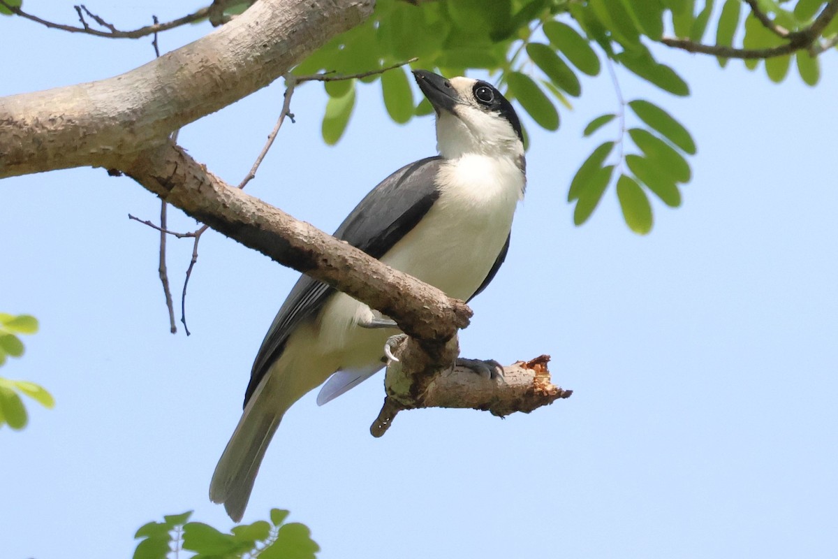 Van Dam's Vanga - ML638684945