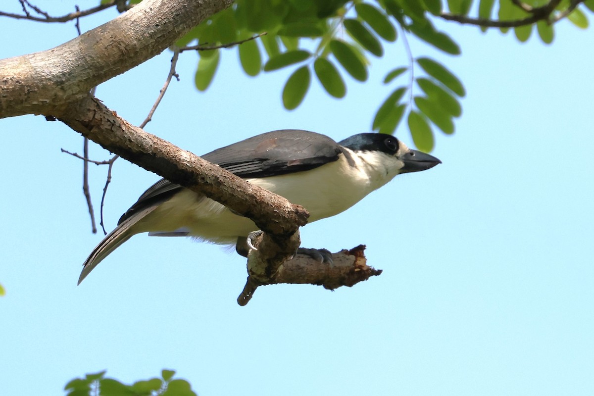 Van Dam's Vanga - ML638684949