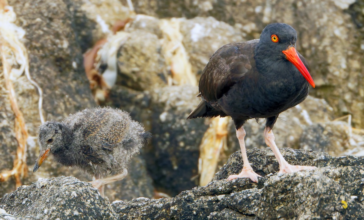 Black Oystercatcher - ML638684951