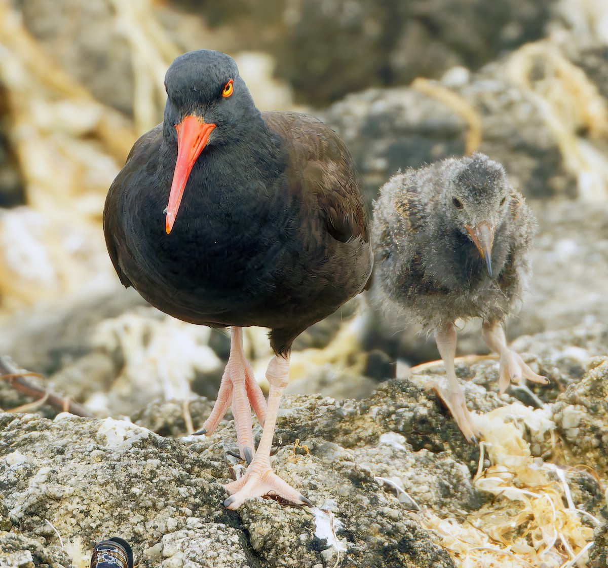 Black Oystercatcher - ML638684956