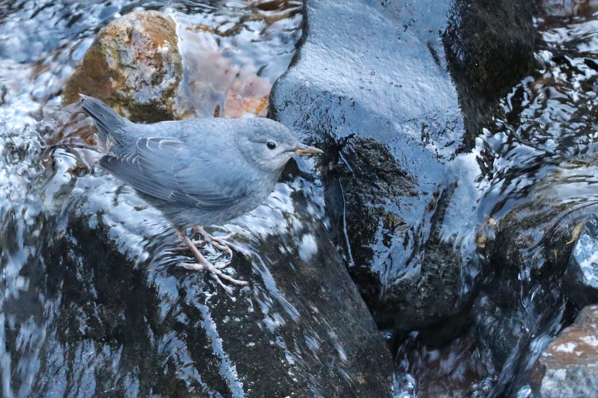 American Dipper - ML638684981