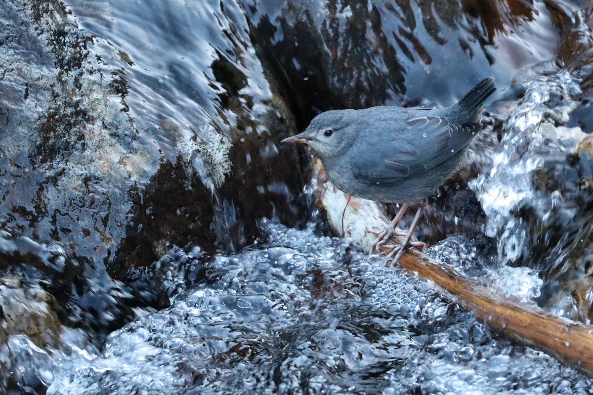 American Dipper - ML638684982