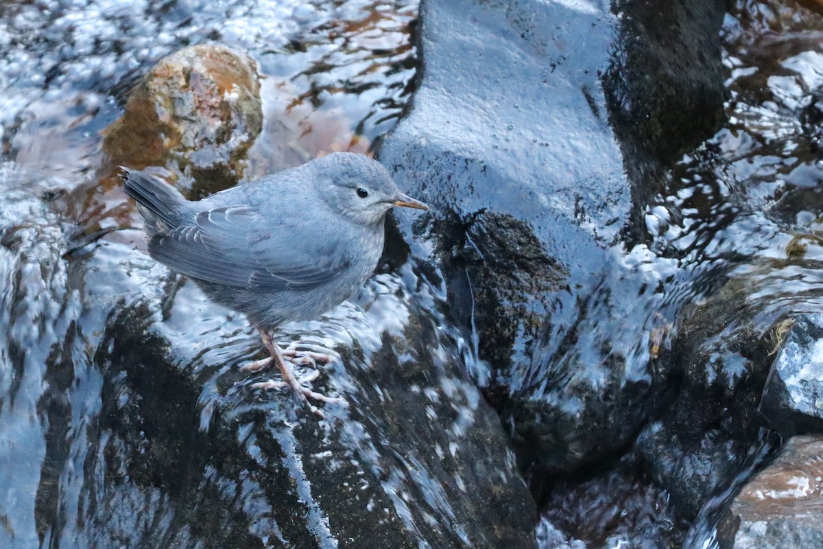 American Dipper - ML638684983