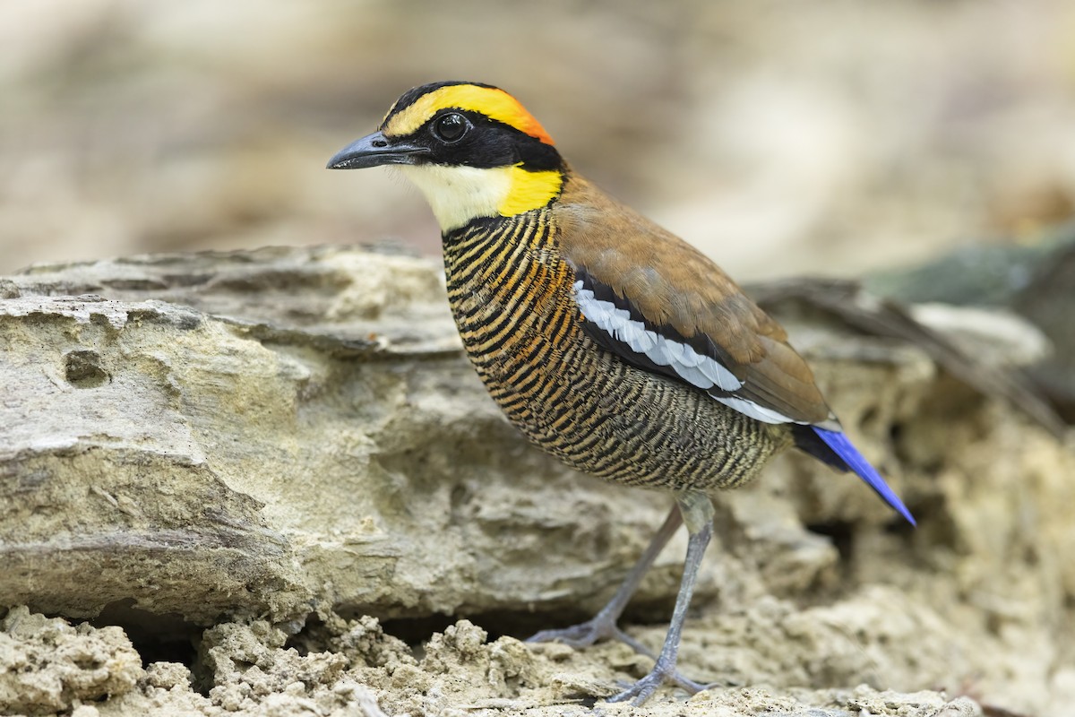 koboltpitta - ML638685022