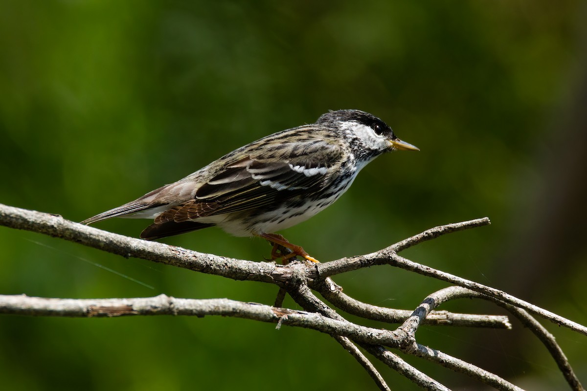svarthetteparula - ML638685026