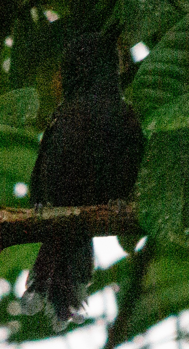 Dusky Antbird - ML638685074