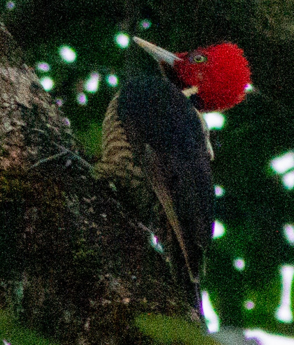 Pale-billed Woodpecker - ML638685081