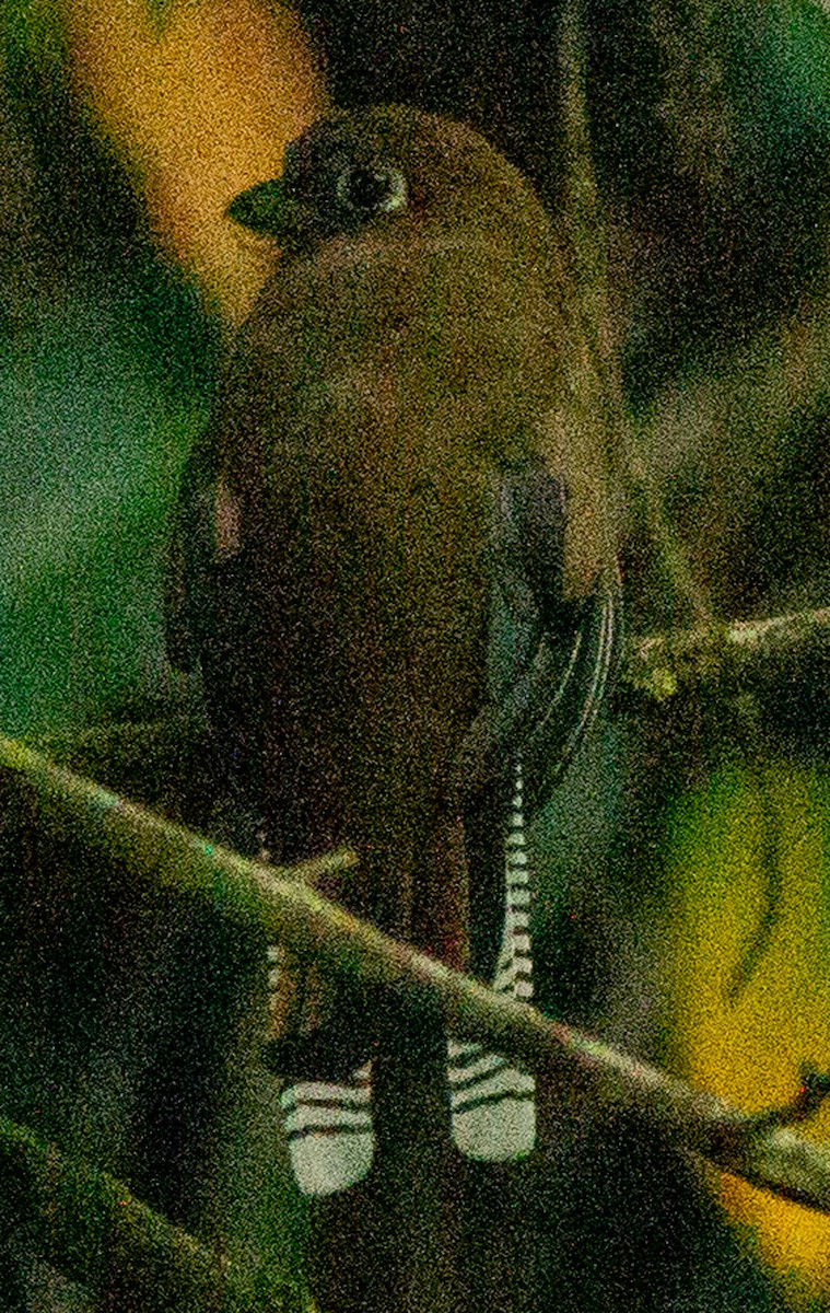 Northern Black-throated Trogon - ML638685083