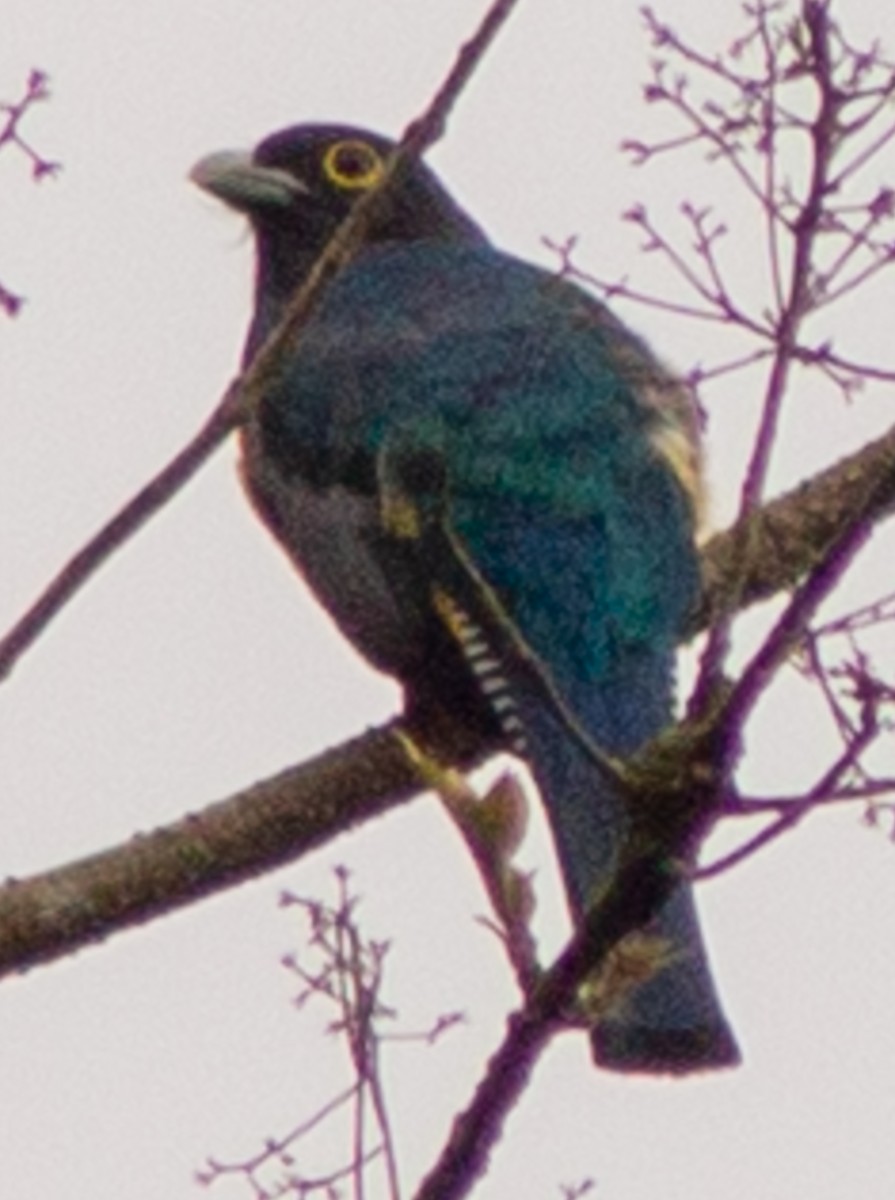 Gartered Trogon - ML638685086