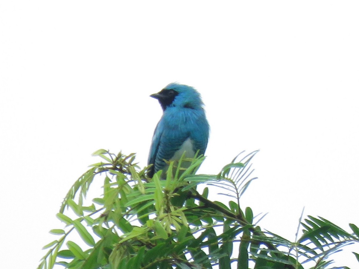 Swallow Tanager - ML638685096