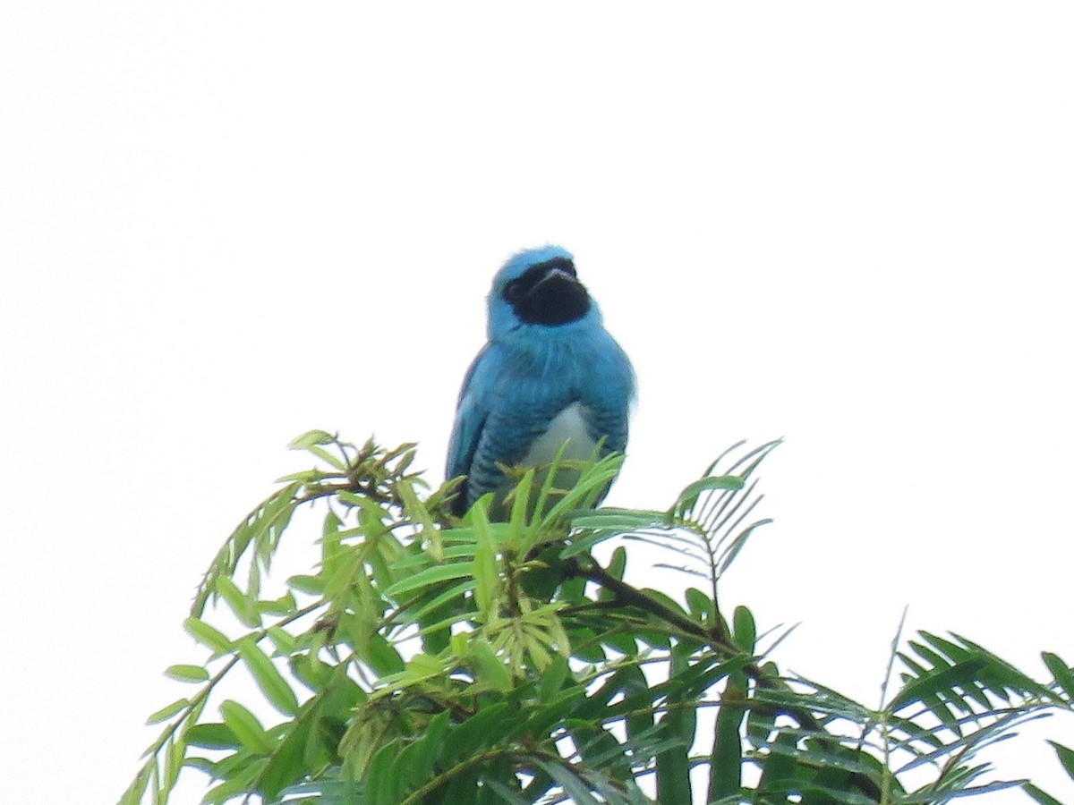 Swallow Tanager - ML638685097
