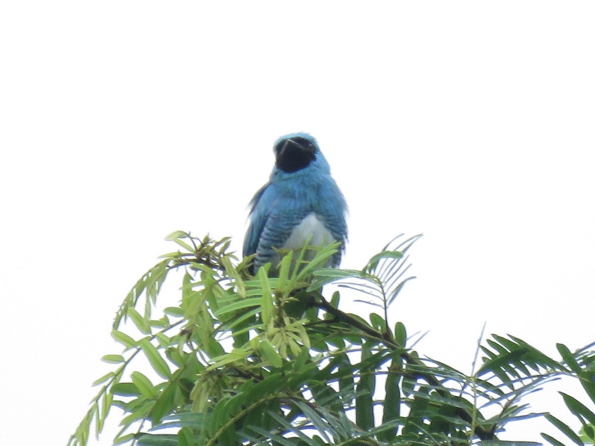 Swallow Tanager - ML638685098