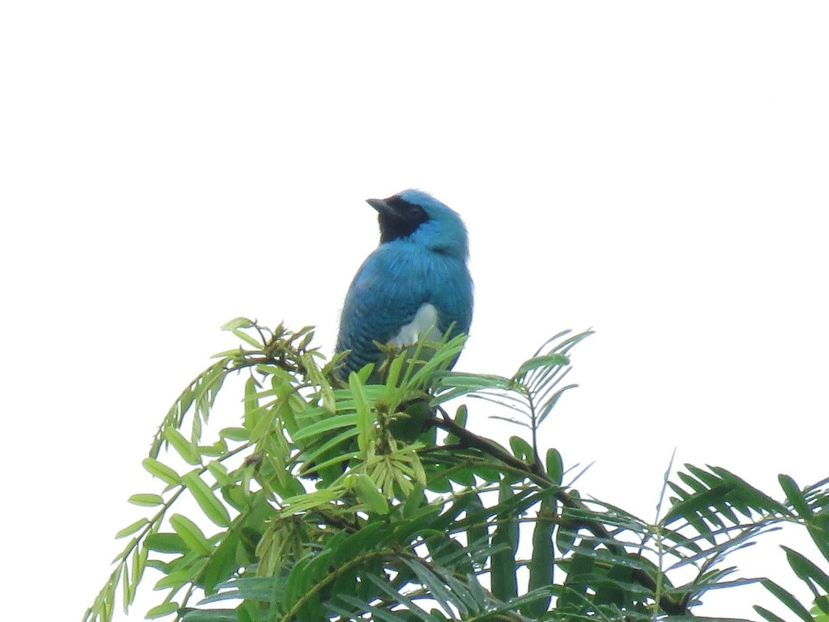 Swallow Tanager - ML638685099