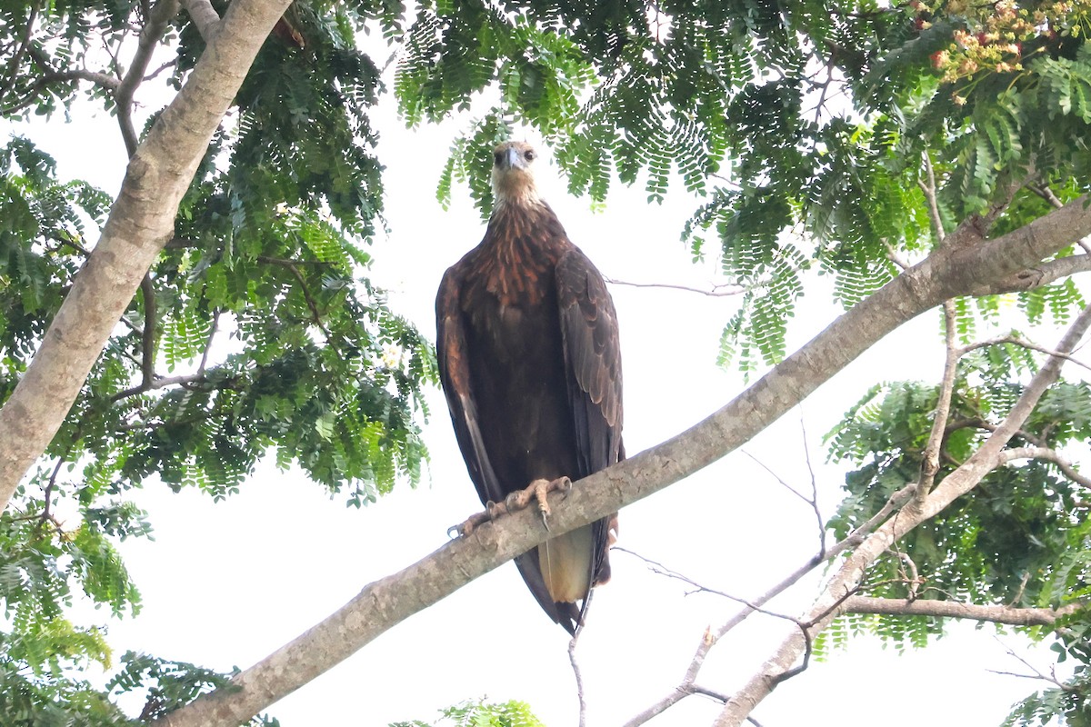 Madagascar Fish-Eagle - ML638685108