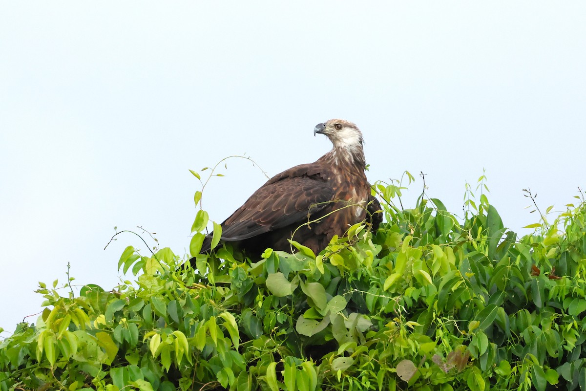Madagascar Fish-Eagle - ML638685109