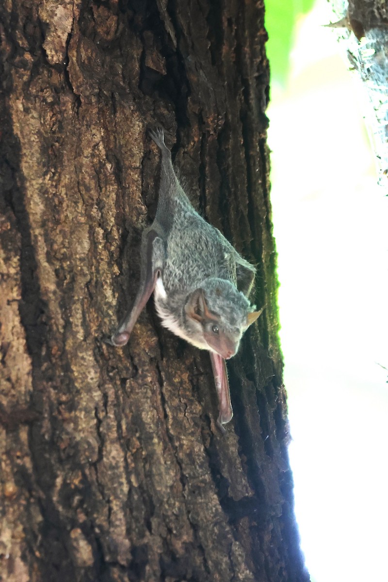 Commerson's Leaf-nosed Bat - ML638685134