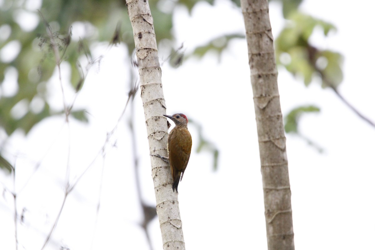 Golden-olive Woodpecker - ML638685156