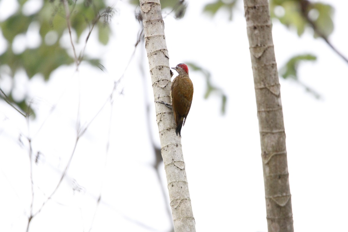 Golden-olive Woodpecker - ML638685158