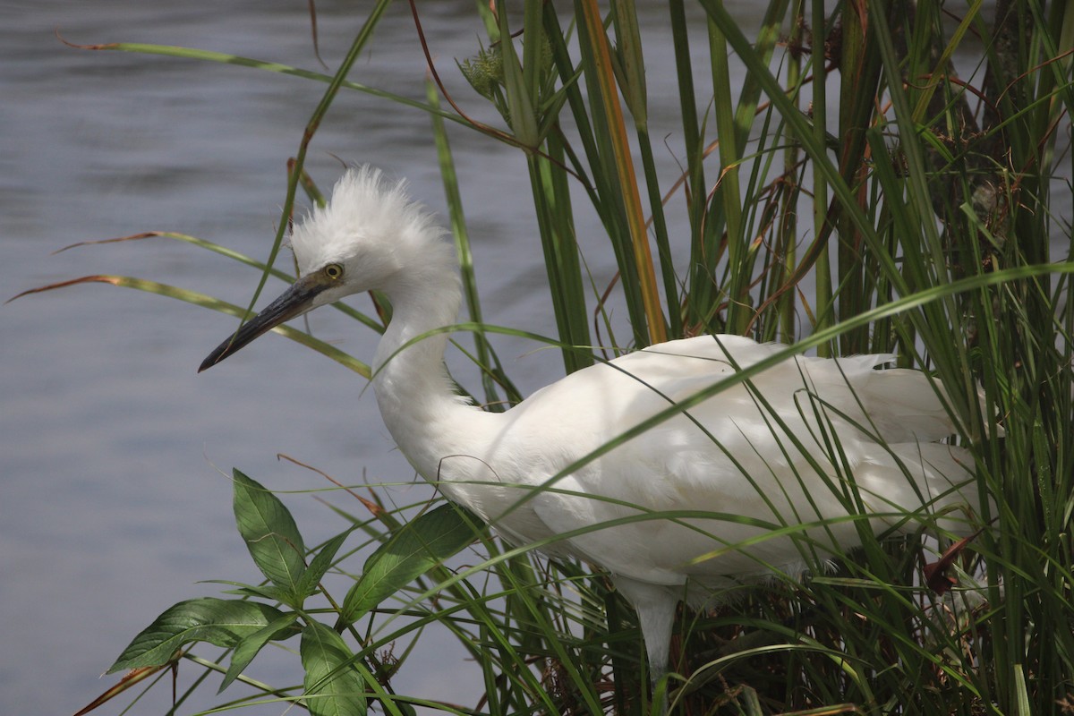 Little Blue Heron - ML638685182