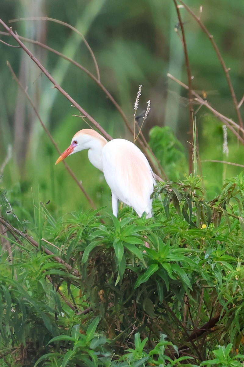 Western Cattle-Egret - ML638685186