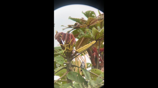 White-bellied Woodstar - ML638685209