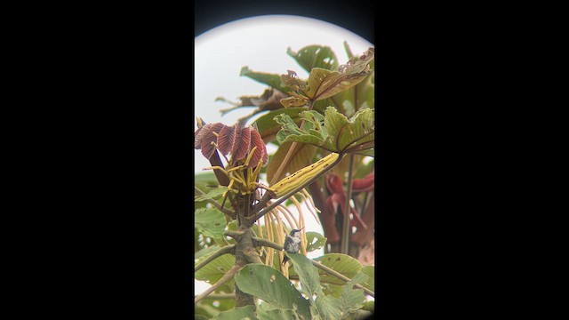 White-bellied Woodstar - ML638685211