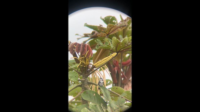 White-bellied Woodstar - ML638685212