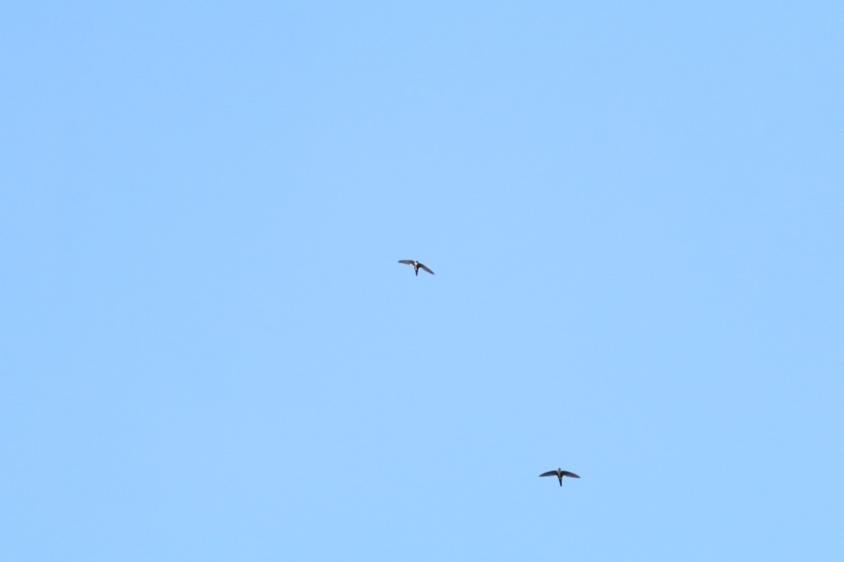 White-throated Swift - ML638685293