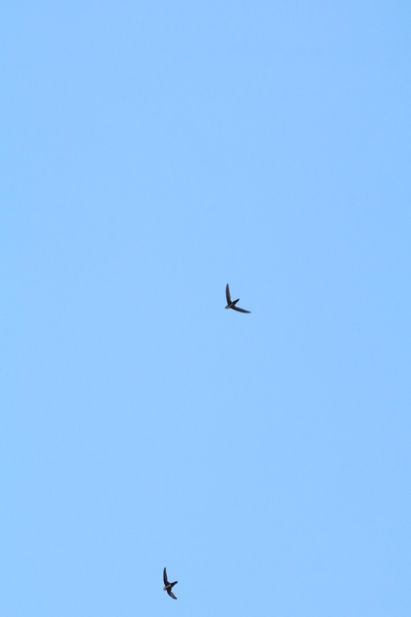 White-throated Swift - ML638685365