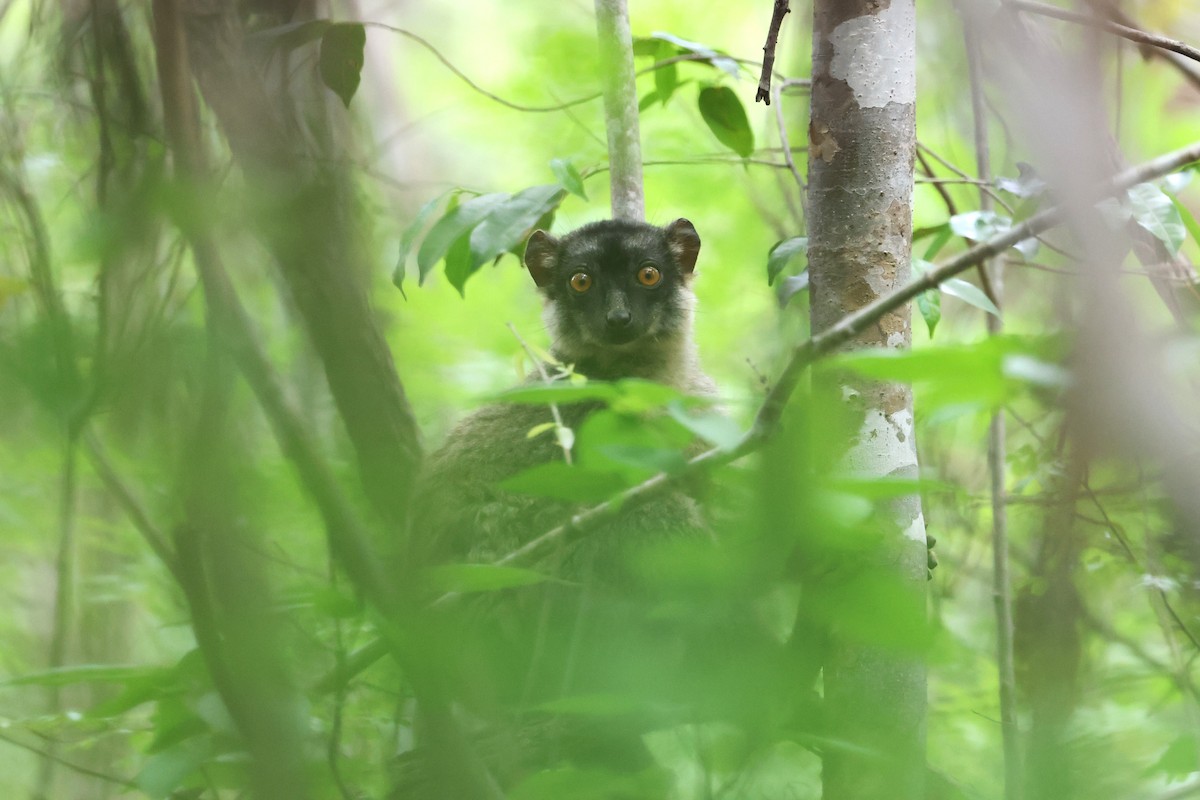 Common Brown Lemur - ML638685382