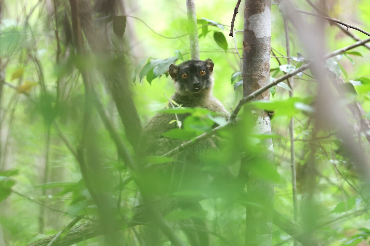Common Brown Lemur - ML638685383