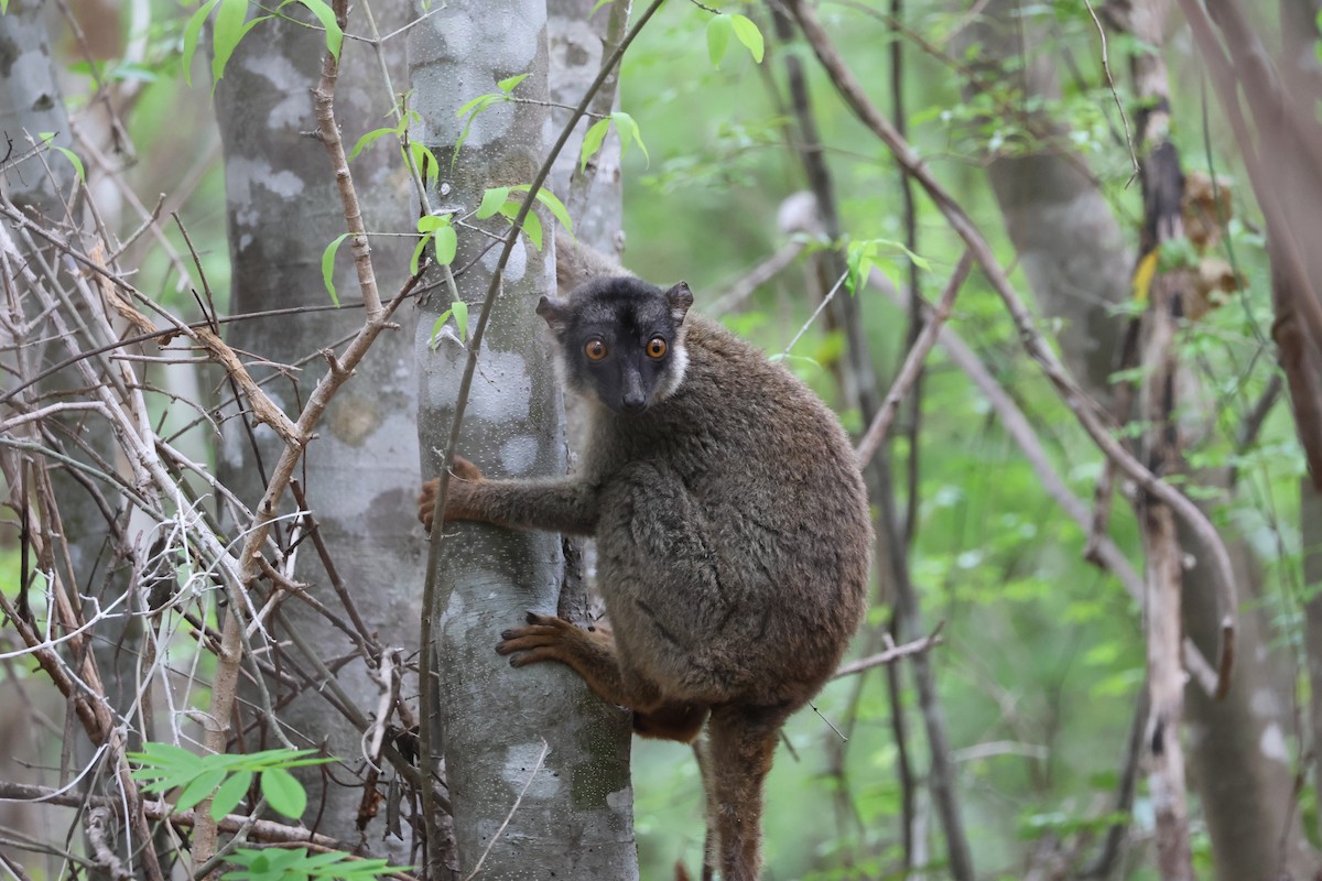 Common Brown Lemur - ML638685386
