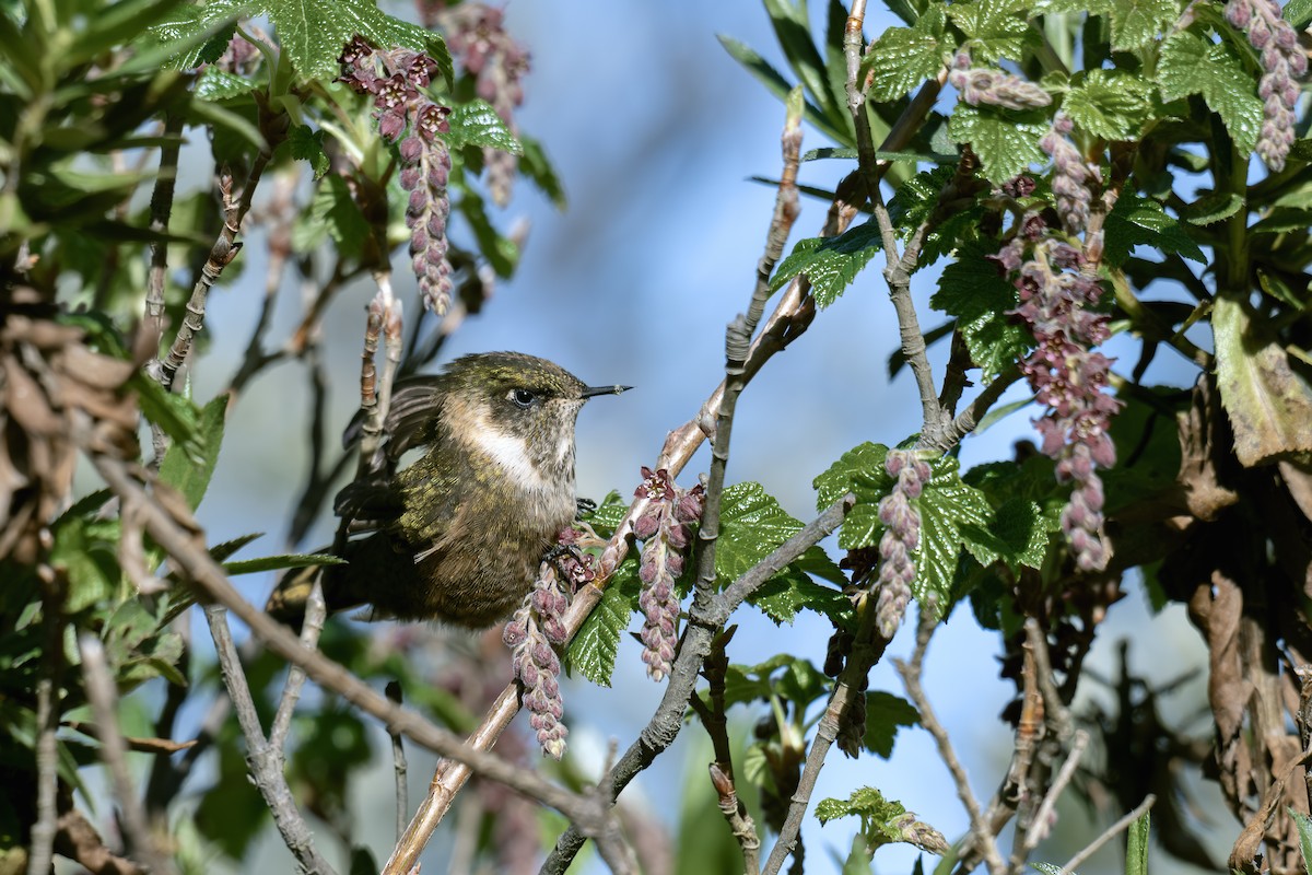 Buffy Helmetcrest - ML638685414