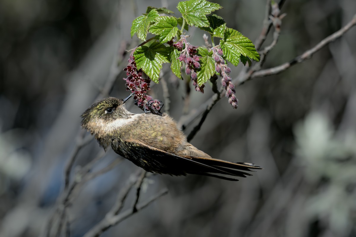 Buffy Helmetcrest - ML638685415