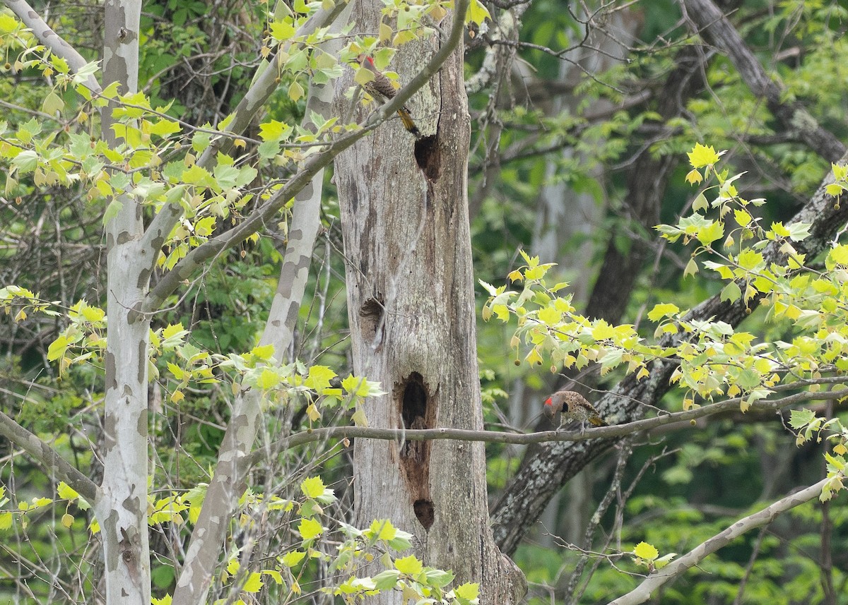 Northern Flicker (Yellow-shafted) - ML638685451