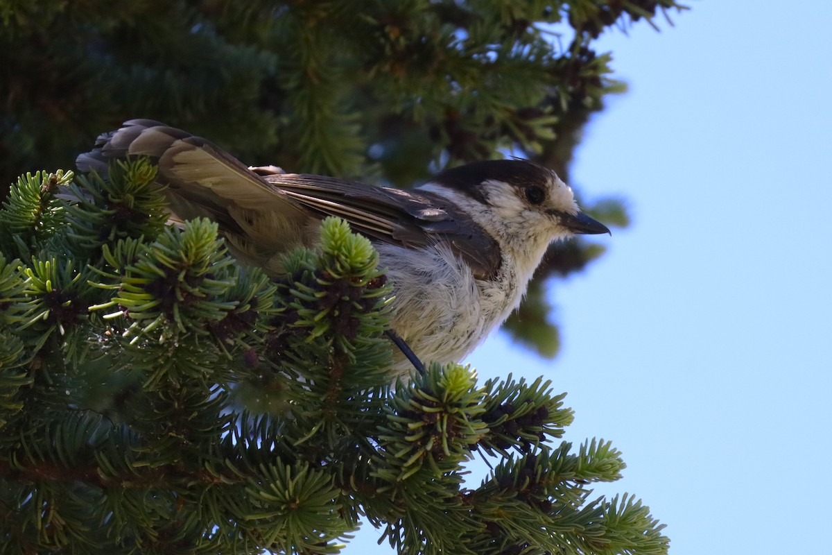 Canada Jay (Pacific) - ML638685459